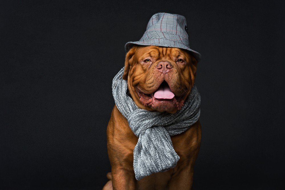 Como escolher a roupa do seu cachorro - Lu Explica - Magazine Luiza Como escolher a roupa do seu cachorro - Lu Explica - Magazine Luiza