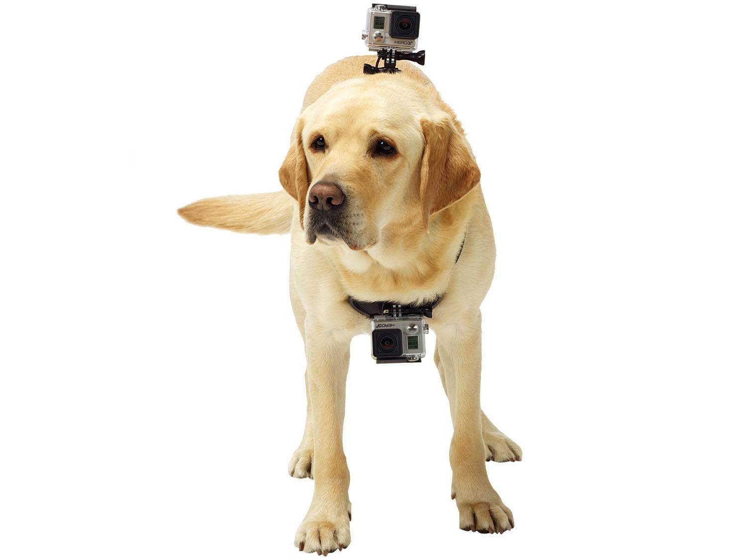 Cinturão Canino - GoPro - 1