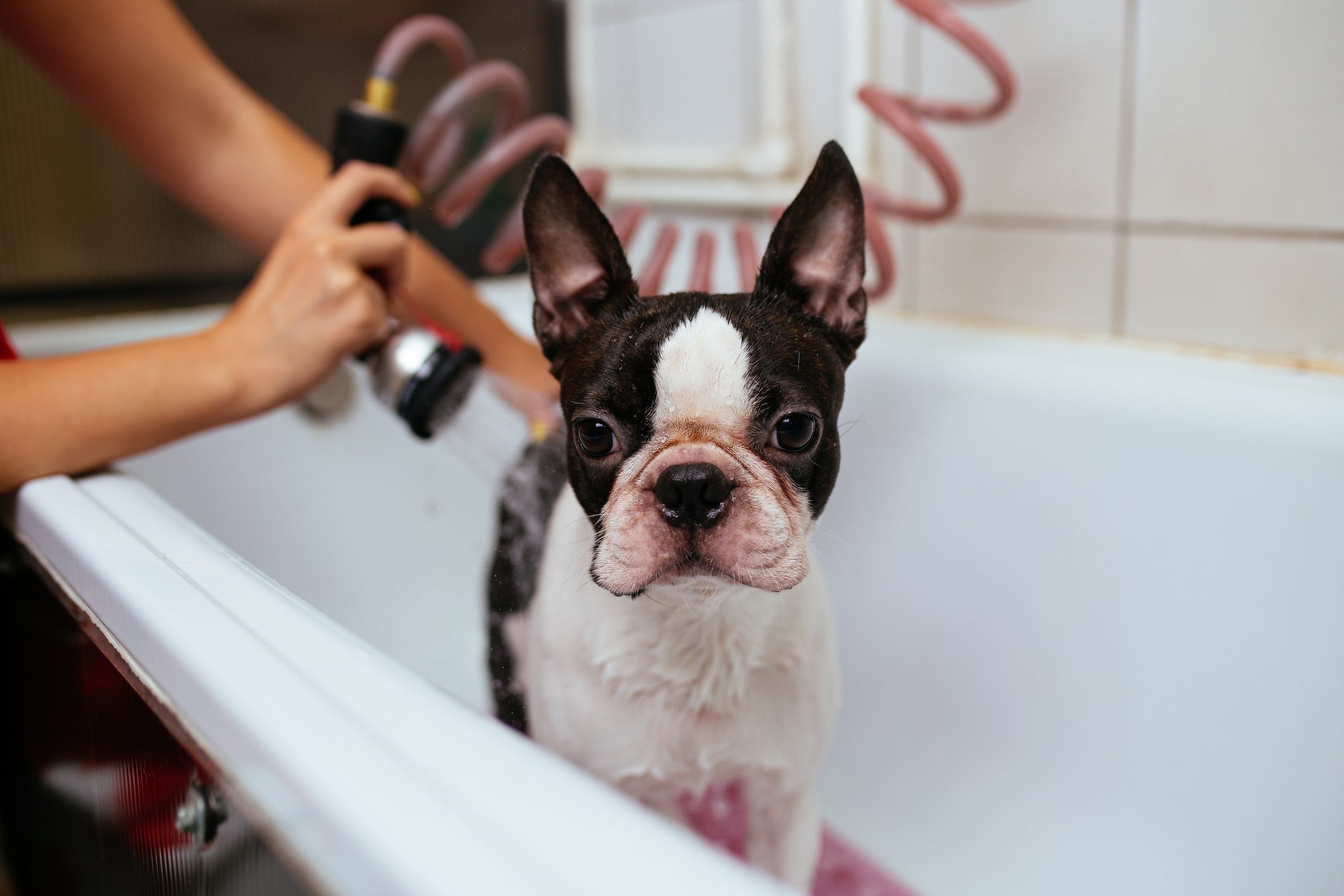 cachorro dentro de banheira